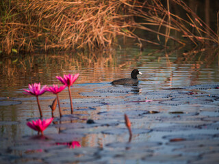 ducks on the lake