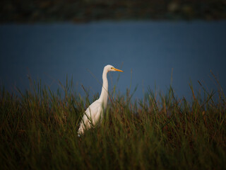 great white heron