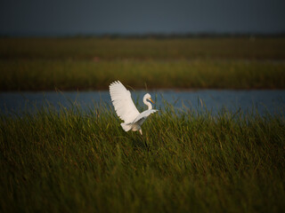 swan on the lake