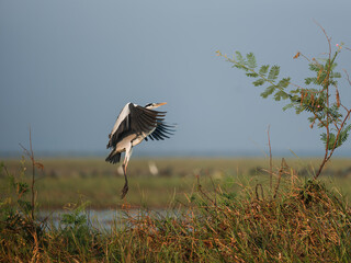 great blue heron