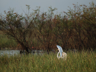 great white heron ardea cinerea