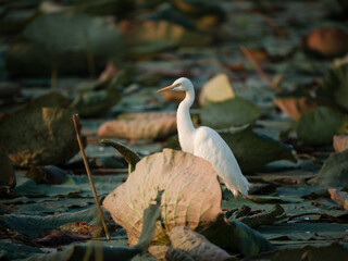 great white heron