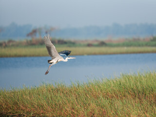 seagull flying over the lake