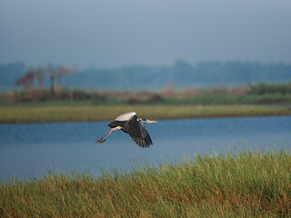 white stork in flight