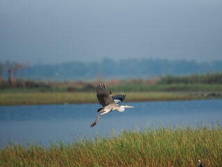 great blue heron