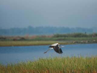 white stork in the grass