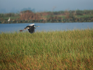 black winged stilt in a pond