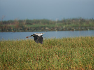 great blue heron in flight