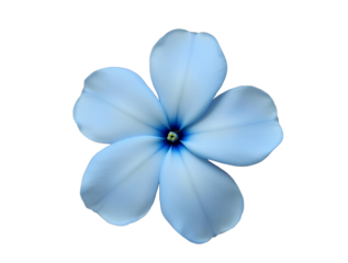 White plumbago or Cape leadwort flower. Close up small blue flower bouquet isolated on transparent background. botany purple flora at summer