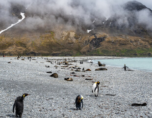 King Penguins and rookery, Fortuna Bay, South Georgia
