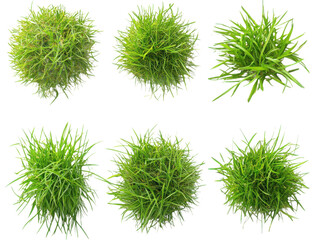 A top view of six vibrant green plant clumps against a stark black background in a grid layout