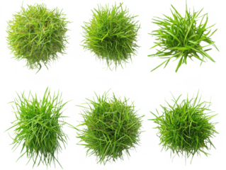 A top view of six vibrant green plant clumps against a stark black background in a grid layout