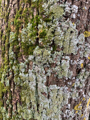 the bark of an old tree covered with green moss
