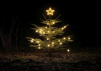 Illuminated Christmas Tree at Night
