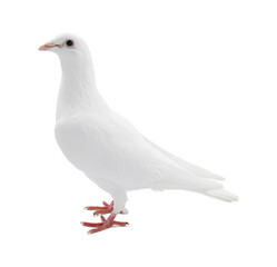 One dove isolated on white. Graceful bird