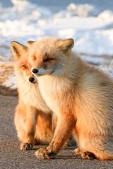 二人で寄り添うキタキツネ-Two Ezo red foxes cuddling together-