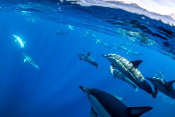 Fototapeta premium A pod of dolphins swimming in clear blue waters of Australia.