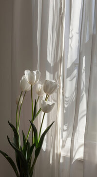 Serene white tulips bask in soft sunlight filtering through sheer curtains a tranquil scene of delicate beauty and peaceful morning light