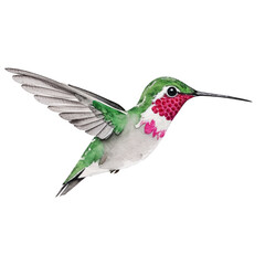 Obraz premium Watercolor Hummingbird in Flight