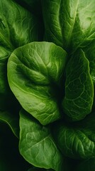 Obraz premium Close up of a fresh lettuce leaf, with delicate veins and wavy edges, capturing the crisp texture and vibrant green in succulent detail.