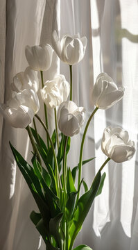 Serene white tulips bathed in sunlight near sheer curtains a delicate bouquet exuding peace and tranquility with soft natural light and a blurred