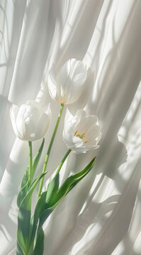 Serene white tulips bathed in sunlight against a sheer white curtain delicate petals and soft light creating a peaceful and elegant scene