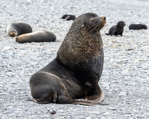 Photographing Fur seals of Fortuna Bay South Georgia