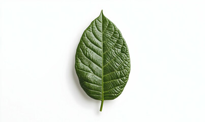 Obraz premium Green Leaf on White Background for Nature and Eco Themes