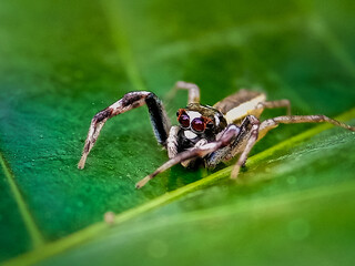 Jumping Spider (Telamonia dimidiata, Salticidae) resting and crawling on a green leaf