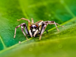 Jumping Spider (Telamonia dimidiata, Salticidae) resting and crawling on a green leaf