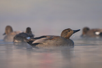 The Gadwall (Mareca strepera) is a medium-sized dabbling duck with gray-brown plumage. It is found in wetlands across North America, Europe, and Asia and feeds on aquatic vegetation.