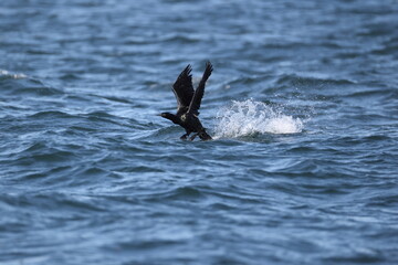 Obraz premium The pelagic cormorant (Urile pelagicus pelagicus), also known as Baird's cormorant or violet-green cormorant, is a small member of the cormorant family Phalacrocoracidae. 
