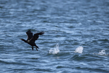 The pelagic cormorant (Urile pelagicus pelagicus), also known as Baird's cormorant or violet-green cormorant, is a small member of the cormorant family Phalacrocoracidae. 