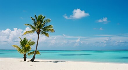 Palm Trees on Sandy Beach