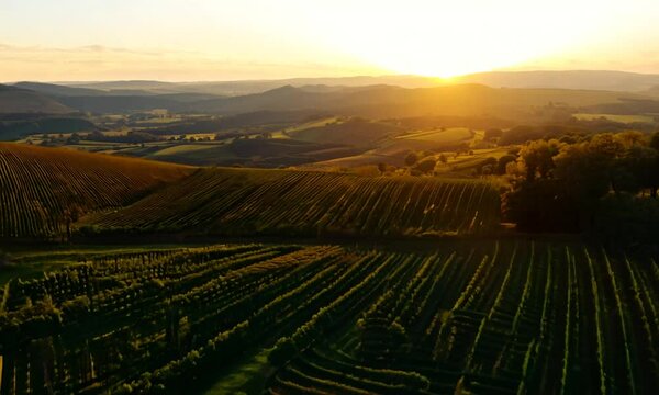 Aerial view of vineyards field plantation on sunset. Cinematic drone aerial view on Green highland valley countryside. Eco farming in wild nature landscape. Tourism, travel concept.