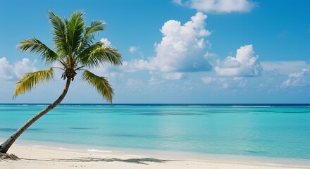 Palm Tree on Tropical Shore