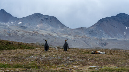 King Penguins and rookery, Fortuna Bay, South Georgia