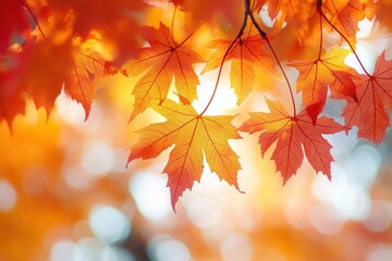 Fototapeta premium Vibrant Autumn Maple Leaves Background with Sunlight and Copy Space