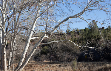 Fototapeta premium A large, sculptural Arizona Sycamore graces the entrance to Red Rock State Park near Sedona