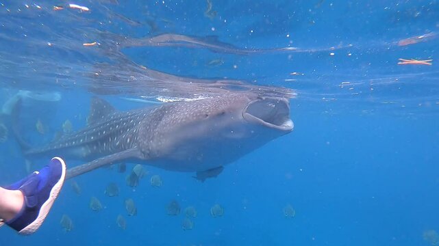 Giant whale shark is eating in Oslob, Cebu, Philippines.