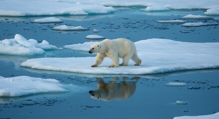Polar Bear on Ice Floe