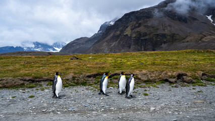 King Penguins and rookery, Fortuna Bay, South Georgia