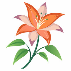 Lily flower isolated vector