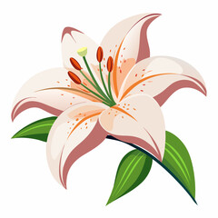 Lily flower isolated vector