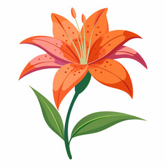 Lily flower isolated vector