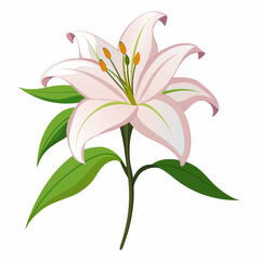 Lily flower isolated vector