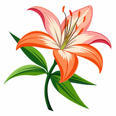 Lily flower isolated vector