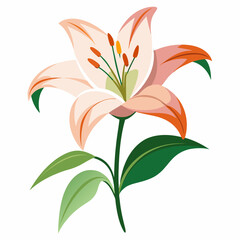 Lily flower isolated vector