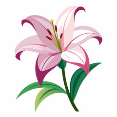 Naklejka premium Lily flower isolated vector
