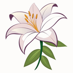 Lily flower isolated vector